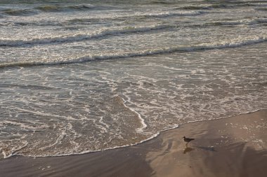 Litvanya, Palanga 'da Baltık Denizi kıyısında kum, dalga ve martılar