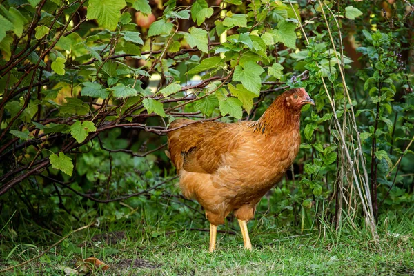 Freilandhühner Auf Einem Traditionellen Geflügelhof Hühner Auf Dem Gras — Stockfoto