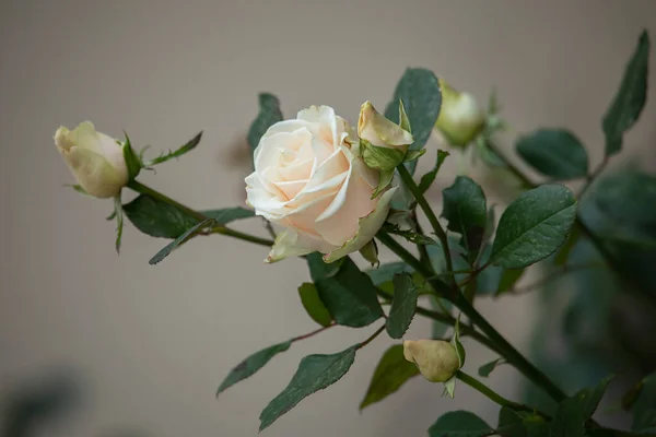 Gros Plan Une Fleur Rose Crémeuse Dans Jardin Été — Photo
