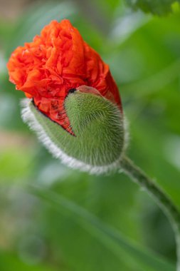Yaygın gelincik (Papaver rhoeas) kırmızı otçul bitkisi