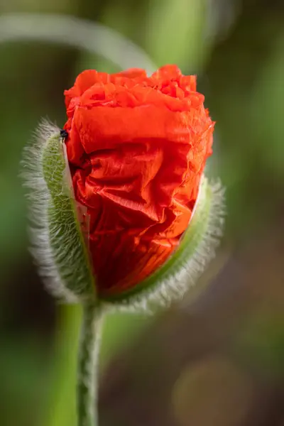 Coquelicot Commun Papaver Rhoeas Plante Fleurs Herbacées Rouges — Photo