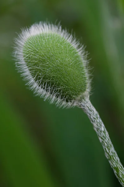 Mohn Papaver Rhoeas Rote Krautige Blütenpflanze — Stockfoto