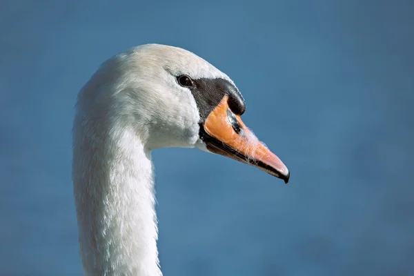 Gölde Dilsiz Kuğu Kuğu Rengi Vahşi Doğada Güzel Bir Portre — Stok fotoğraf