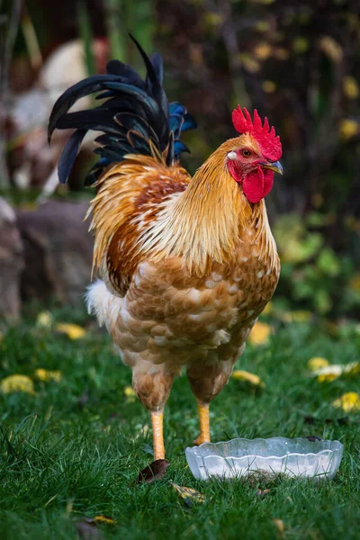 Geleneksel kümes hayvanları çiftliğinde bedava tavuk, çimlerde tavuk, horoz portresi