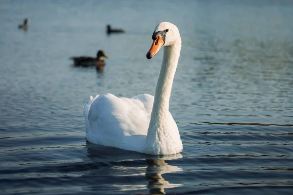 Який Лебідь Cygnus Olor Озері Красивий Портрет Дикій Природі — стокове фото