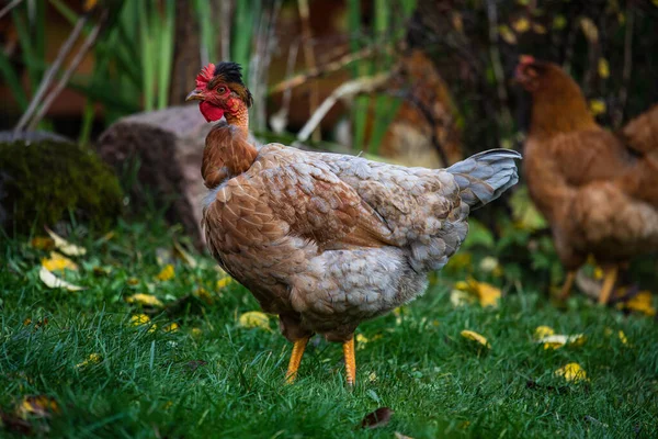 Türke Auf Siebenbürgische Nackthühner Eine Interessante Hühnerrasse — Stockfoto