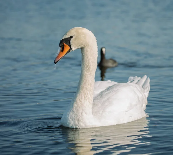 Cygne Muet Cygnus Olor Dans Lac Beau Portrait Dans Nature — Photo