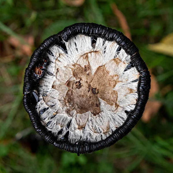 Běžné Růžové Víčko Růžové Víčko Coprinopsis Atramentaria Horní Pohled — Stock fotografie