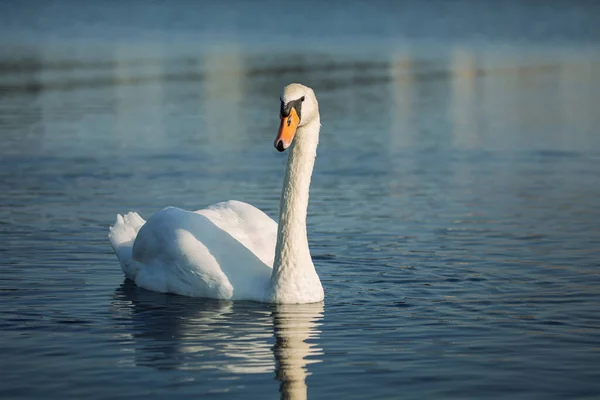 Mute Swan Cygnus Olor Lake Beautiful Portrait Wild — Stock Photo, Image