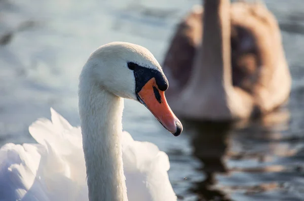 Mute Swan Cygnus Olor Lake Beautiful Portrait Wild — Stock Photo, Image