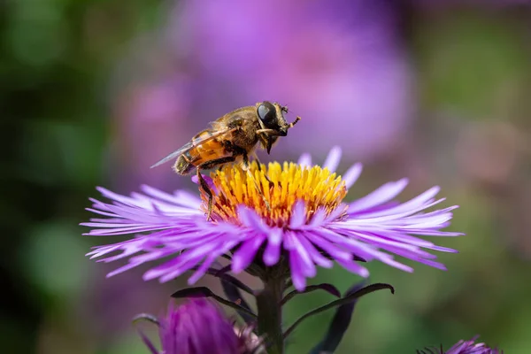 Hoverflie Syrphidae Family Feeds Nectar Pollen European Michaelmas Daisy Aster — Stock Photo, Image