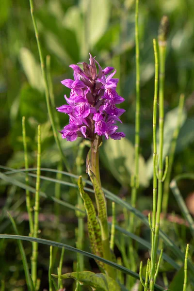 Orchidee Dactylorhiza Maculata Silenai Cognitve Trail Bij Vilnius Litouwen — Stockfoto