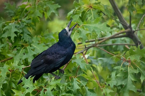 Rook Corvus Frugilegus Black Bird Branch Tree — Stock Photo, Image