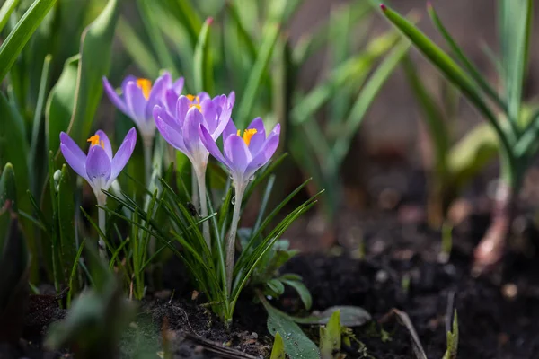 Luz Roxo Flores Croco Início Primavera Jardim — Fotografia de Stock