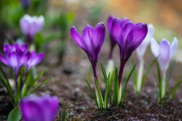 Fiori Croco Viola Chiaro Nel Giardino All Inizio Della Primavera — Foto Stock