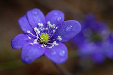 İlkbaharda Anemone hepatika çiçeği. Ormandaki ilk çiçekler