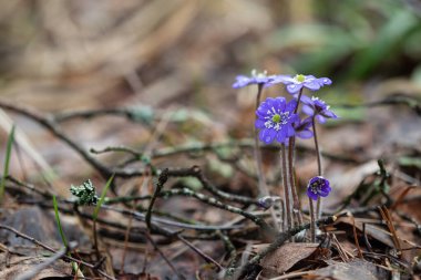 İlkbaharda Anemone hepatika çiçeği. Ormandaki ilk çiçekler