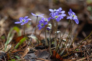 İlkbaharda Anemone hepatika çiçeği. Ormandaki ilk çiçekler