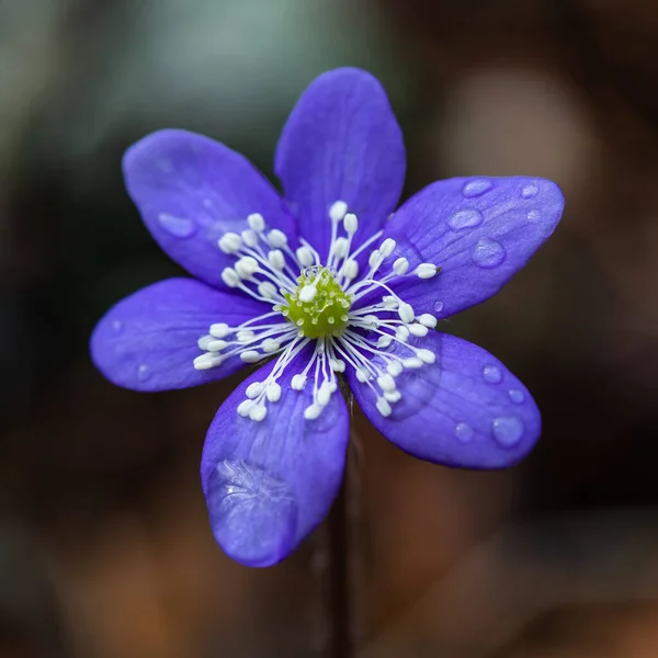 Jaře Kvete Anémie Hepatica První Květiny Lese — Stock fotografie