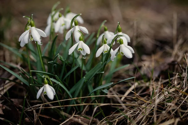 Bahar çiçekliğinde yaygın kar damlası (Galanthus nivalis)
