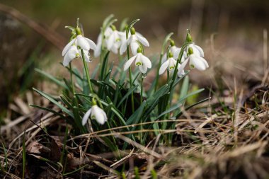 Bahar çiçekliğinde yaygın kar damlası (Galanthus nivalis)