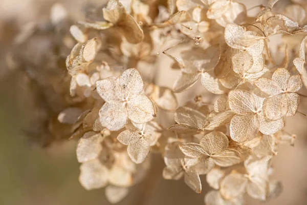 Dry Hydrangea Flower Petals Garden — Stock Photo, Image