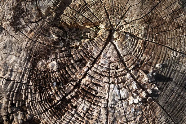 Úsek Pařezu Soustřednými Kroužky Stromů — Stock fotografie