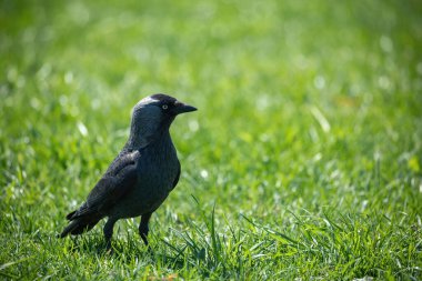 Bahar çayırlarında kuş (Corvus monedula soemmerringii)