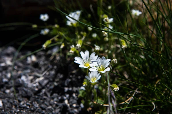 Field mouse-ear or field chickweed (Cerastium arvense) in the wild growing in the Alps