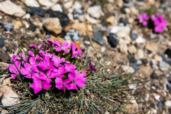Madeira Rosa Dianthus Sylvestris Crescimento Selvagem Nos Alpes — Fotografia de Stock