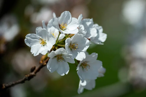 Sakura Cherry Trees Blossoming Chiune Sugihara Sakura Garden Vilnius Lithuania — Stock Photo, Image