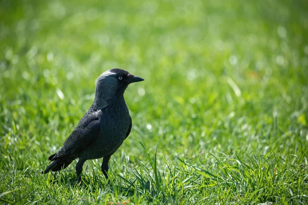 Westelijke Kauw Corvus Monedula Soemmerringii Het Voorjaar — Stockfoto