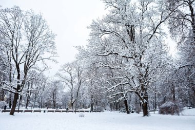 Vilnius, Litvanya - 10 Ocak 2021: Bernardinai Bahçe Kışın beyaz karla kaplı.