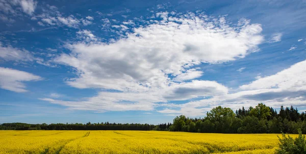 Kultiviertes Gelbes Rapsfeld Litauen Landwirtschaftliches Konzept Des Rapsanbaus — Stockfoto