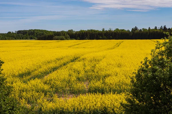 Kultiviertes Gelbes Rapsfeld Litauen Landwirtschaftliches Konzept Des Rapsanbaus — Stockfoto