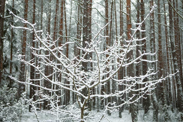 Kışın Soğuk Orman Manzarasında Karlı Dallar Vilnius Litvanya — Stok fotoğraf