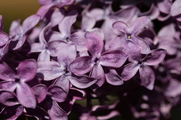Сирень Syringa Vulgaris Цветущая Растение Крупным Планом Весной — стоковое фото