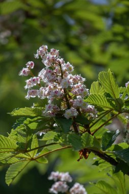 At kestanesi ya da Conker ağacı (Aesculus hippocastanum) çiçekleri