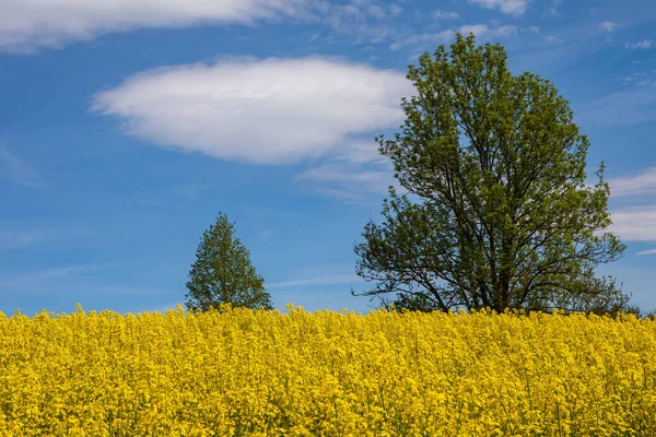 Kultiviertes Gelbes Rapsfeld Litauen Landwirtschaftliches Konzept Des Rapsanbaus — Stockfoto