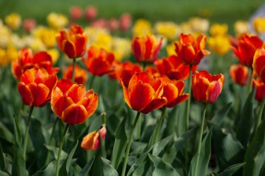 Bahar bahçesinde büyüyen renkli laleler
