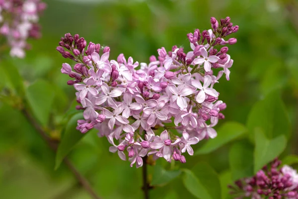 Сорт Обыкновенной Сирени Syringa Vulgaris Крупным Планом Саду — стоковое фото