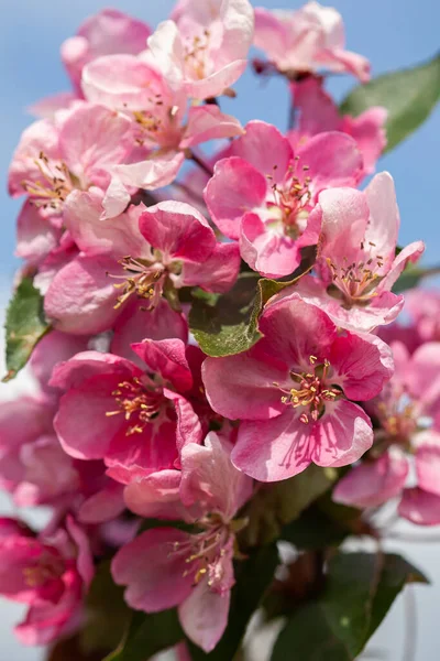 Manzano Malus Domestica Florece Primavera —  Fotos de Stock