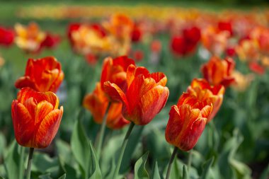 Bahar bahçesinde büyüyen renkli laleler