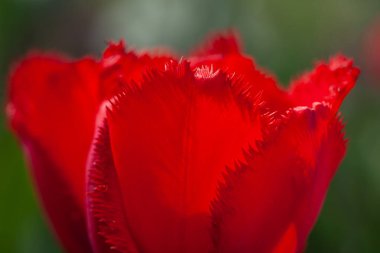 Bahar bahçesinde büyüyen kırmızı laleler
