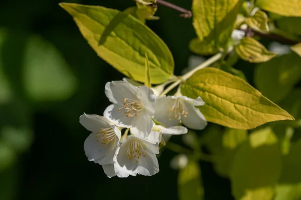 Cornejo Dulce Naranja Inglés Philadelphus Coronarius Aureus Planta Con Flores — Foto de Stock