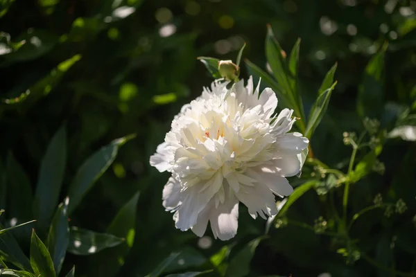 White Peonies Paeonia Summer Garden — Stock Photo, Image