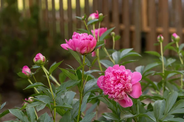 Peonie Rosa Paeonia Nel Giardino Estivo — Foto Stock