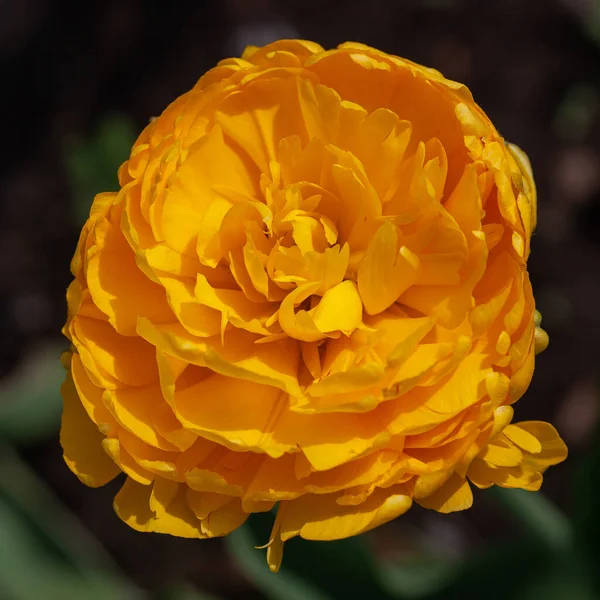 Желтые Тюльпаны Растут Весеннем Саду — стоковое фото