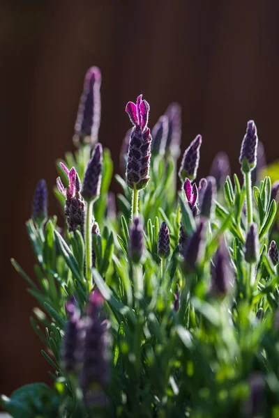 Французская Лаванда Lavandula Stoechas Декоративном Саду — стоковое фото