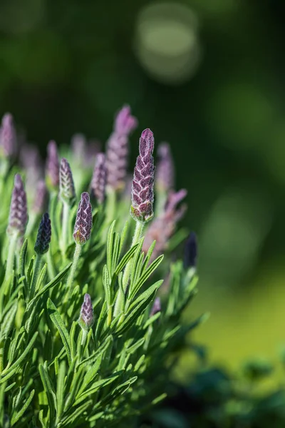 Franse Lavendel Lavandula Stoechas Siertuin — Stockfoto